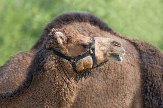 Cammello africano (dromedario) - camelide