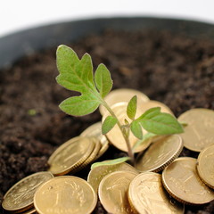 PLN grosik roślinka © nestonik