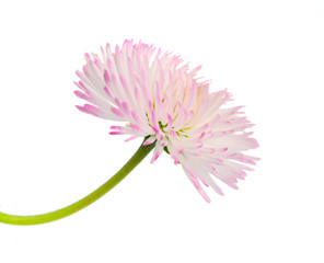 Obraz premium marguerite isolated