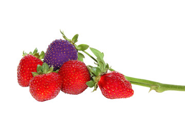 sprig of strawberries on a white background