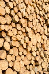 Pine timber stacked at lumber yard