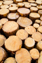 Pine timber stacked at lumber yard