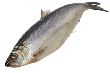 Atlantic herring on white