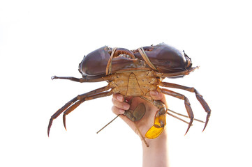 Crab on hand on white background, From farm