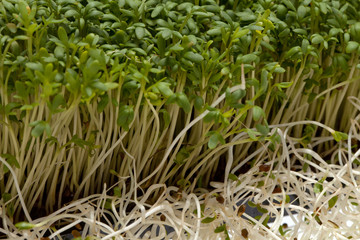 Fresh alfalfa sprouts and cress on white background