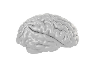 human brain on white background