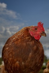 Huhn