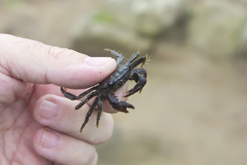 crab subject between the fingers of one hand