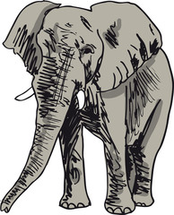 Sketch of elephant. Vector illustration