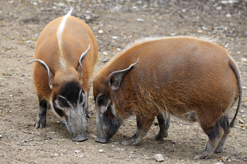 Red river hog