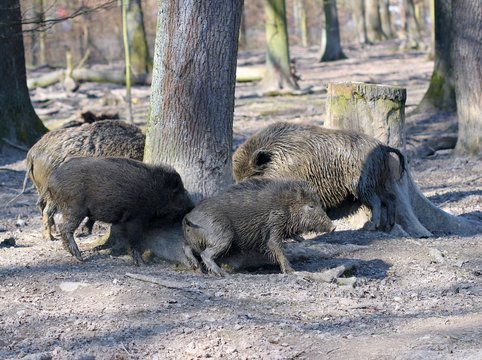 Wildschweinfamilie scheuert sich am Baum