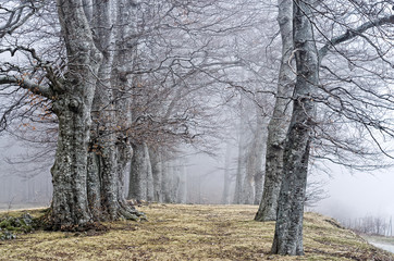 Toscana: Faggi secolari alla Cascina di Spedaletto