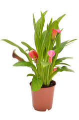 Flower calla in flowerpot isolated on white