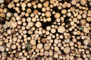 Baumstämme aufgestapelt