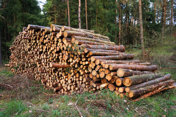 Holzstapel im Wald