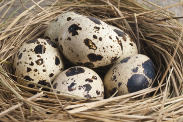 quail eggs in nest