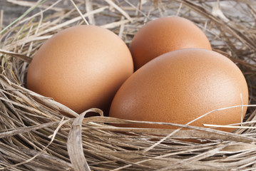 brown eggs at hay nest in chicken farm