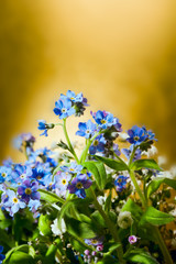 blue nots flowers on gold or yellow background