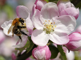 Bee on Apple Blossom