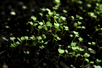 Bok choi seedlings