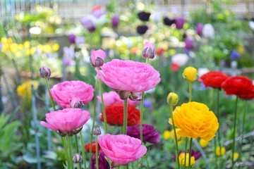 満開のラナンキュラス