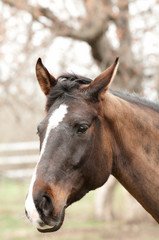 Horse head