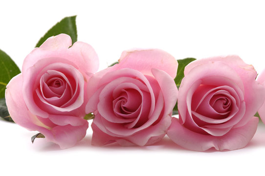 beautiful three pink roses on white