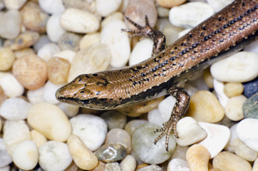 Wildlife and Animals - Lizards