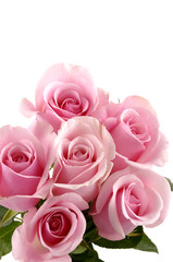 Obraz premium bouquet six roses on white background