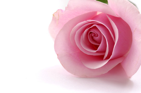 Macro of beautiful pink rose