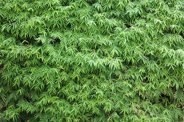 bamboo leaf background