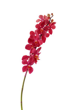 red orchid bouquet