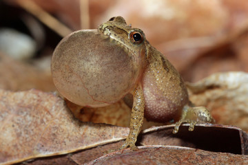 Male Spring Peeper (Pseudacris crucifer) Calling