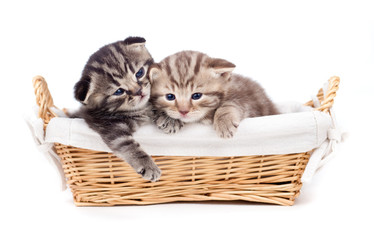 Fototapeta na wymiar dwa szkockie little kitten leżącego w koszu razem