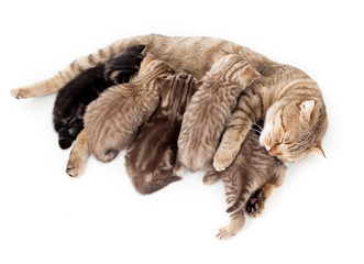 five kittens brood feeding by mother cat isolated