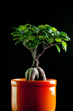 Ficus tree in flower pot over dark background