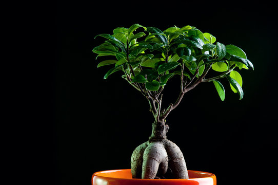 Ginseng ficus tree, black background