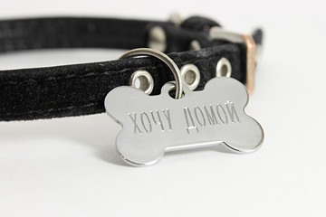 dog medallion and collar
