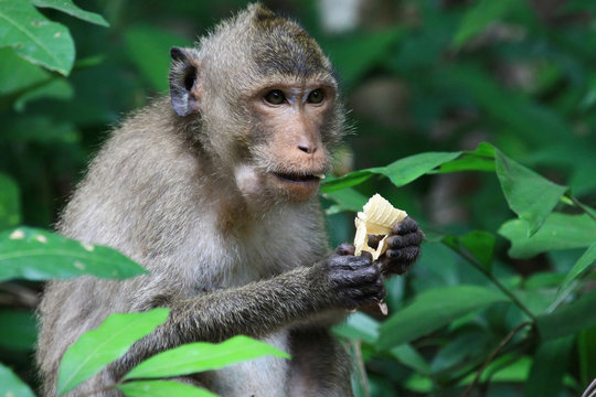 Monkey Eating Bread On Tree