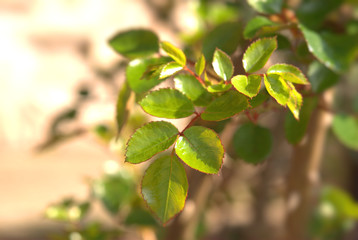 Fototapeta na wymiar foglie di rosa