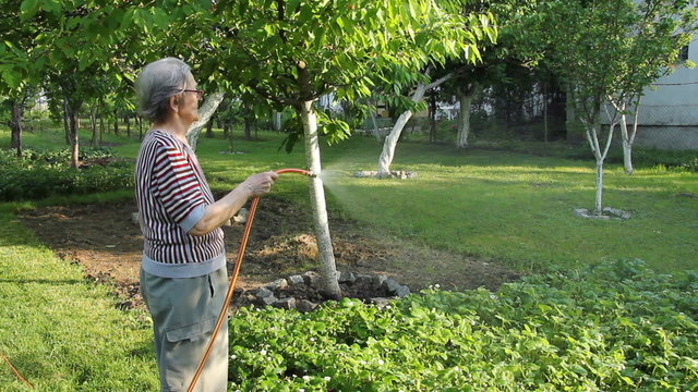 Senior Woman watering strawberries in a Garden