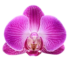Stickers pour porte Orchidée orchid