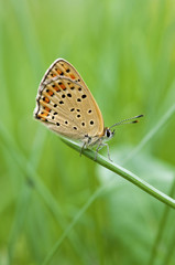 Fototapeta na wymiar farfalla Licenide - makro