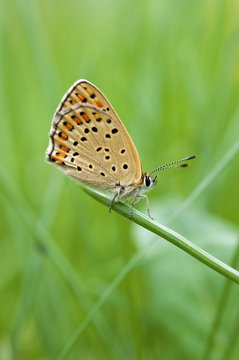 farfalla Licenide - macro © ueuaphoto