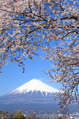 サクラと富士