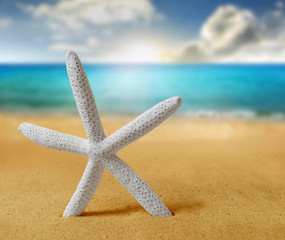 Fototapeta na wymiar Starfish on the Sand