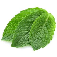 Obraz premium three fresh mint leaves isolated on white background