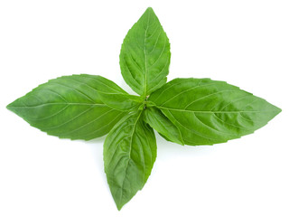 basil leaves isolated on white background