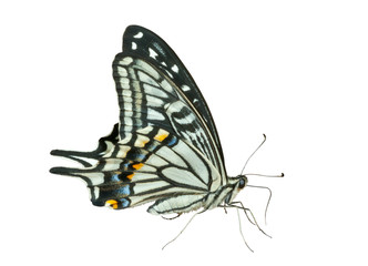 Butterfly (Papilio xuthus) 33
