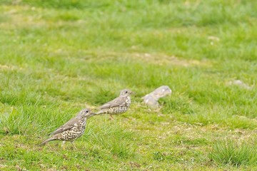 Mistle thrush.